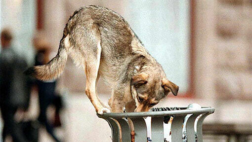 Ein Straßenhund in der Ukraine: Auch in Russland wird Jagd auf die streunenden Tiere gemacht. Ein Straßenhund in der Ukraine: Auch in Russland wird Jagd auf die streunenden Tiere gemacht.