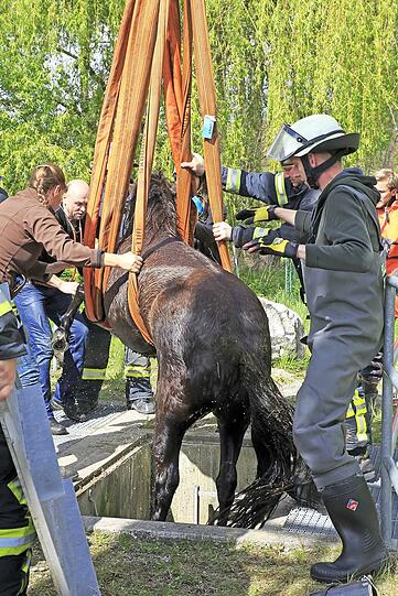 Die Shetland-Stute "Hastika" konnte von den Feuerwehrleuten gerettet werden.