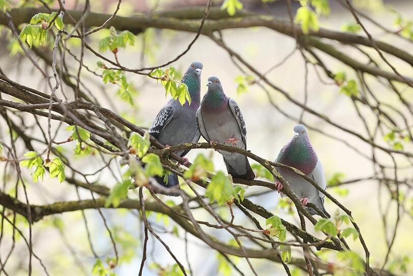 Turteltäubchen: Ein Tauben-Pärchen am Orleansplatz.