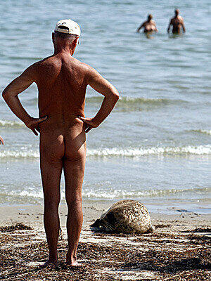 Runter vom FKK-Strand! Auch Robben müssen sich an die Regeln halten.