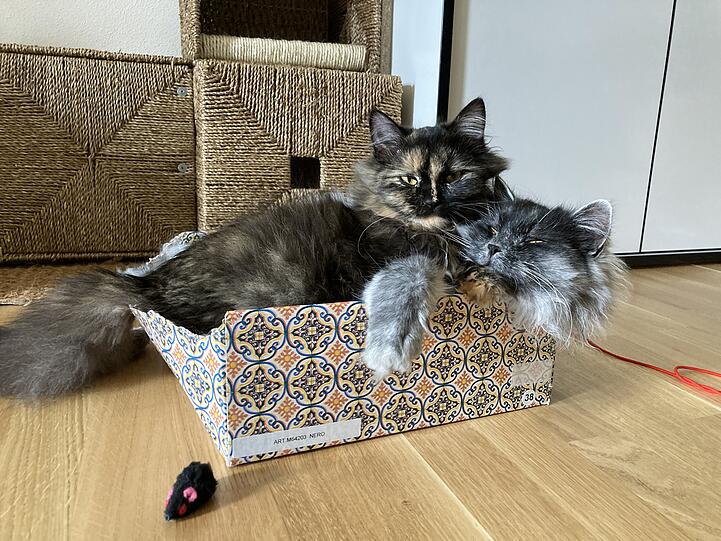 Mails & Mozzie