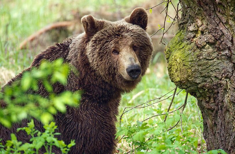Seit Anfang Juli hätten sich mehrfach Bären in das Dorf Krasnoje an der Mündung des Flusses Amur gewagt und den Menschen Angst gemacht. (Symbolbild)