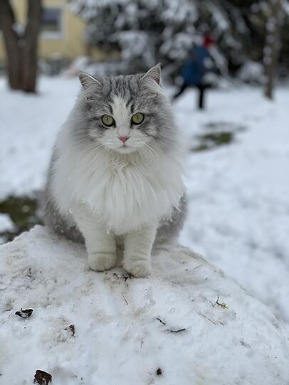 Maxi