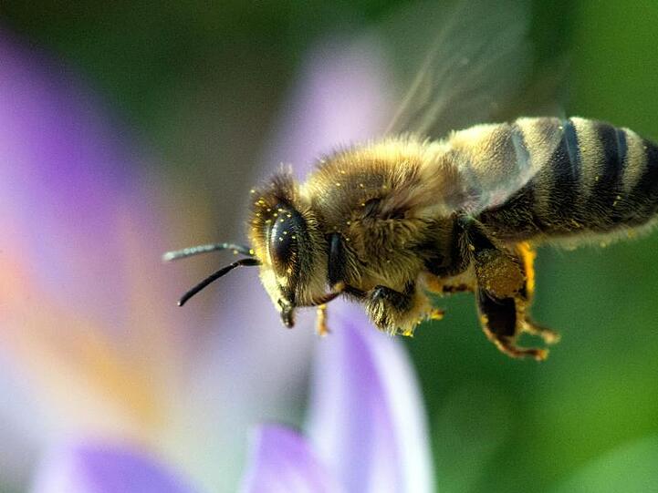 Eine Biene sucht in der Blüte eines Krokusses nach Nektar. Foto: Klaus-Dietmar Gabbert/zb/dpa/Symbolbild