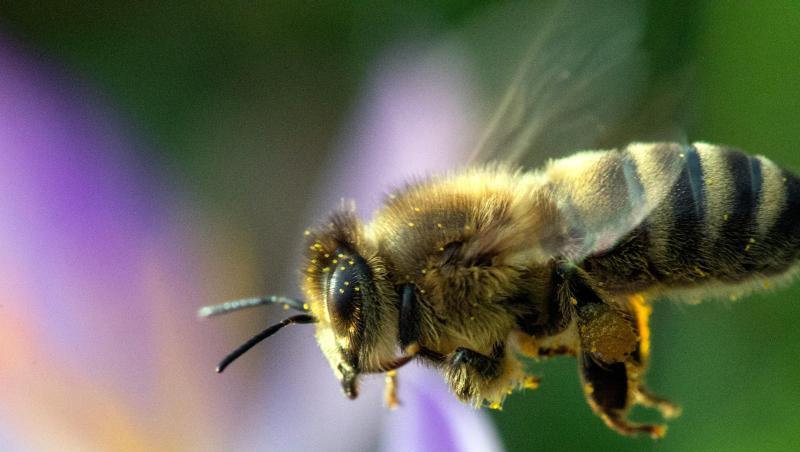 Eine Biene sucht in der Blüte eines Krokusses nach Nektar. Foto: Klaus-Dietmar Gabbert/zb/dpa/Symbolbild Eine Biene sucht in der Blüte eines Krokusses nach Nektar. Foto: Klaus-Dietmar Gabbert/zb/dpa/Symbolbild