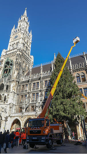 Bilder vom Christbaum-Aufbau am Marienplatz: Seit Montagmorgen steht die 30-Meter-Fichte im Herzen der Stadt.