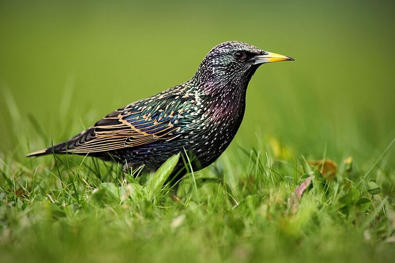 Bei genauerem Hinsehen macht der Star allerdings eine ganz andere Figur als die Amsel: Sein dunkles Gefieder schillert in verschiedenen Farben und ist silbrig getupft. Im Gegensatz zur hüpfenden Amsel geht der Star hoch aufgerichtet durchs Gras (Eselsbrücke: wie ein "Star" auf der Bühne). Im Winter bevorzugt er sonnigere Gegenden. Bei genauerem Hinsehen macht der Star allerdings eine ganz andere Figur als die Amsel: Sein dunkles Gefieder schillert in verschiedenen Farben und ist silbrig getupft. Im Gegensatz zur hüpfenden Amsel geht der Star hoch aufgerichtet durchs Gras (Eselsbrücke: wie ein "Star" auf der Bühne). Im Winter bevorzugt er sonnigere Gegenden.