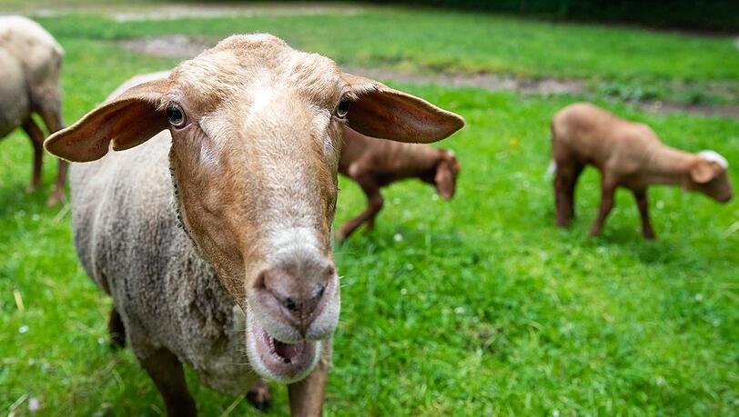 Das Rotkopfschaf Rosi war am 11. Mai 2015 aus dem Tiergarten gestohlen worden. Polizeibeamte entdeckten das Jungtier später bei einer Drogenrazzia in einem Münchner Bordell, wo es von einer in Lämmer vernarrte Prostituierten gehalten wurde. Das Rotkopfschaf Rosi war am 11. Mai 2015 aus dem Tiergarten gestohlen worden. Polizeibeamte entdeckten das Jungtier später bei einer Drogenrazzia in einem Münchner Bordell, wo es von einer in Lämmer vernarrte Prostituierten gehalten wurde.