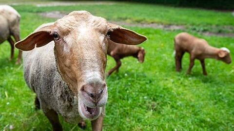 Das Rotkopfschaf Rosi war am 11. Mai 2015 aus dem Tiergarten gestohlen worden. Polizeibeamte entdeckten das Jungtier später bei einer Drogenrazzia in einem Münchner Bordell, wo es von einer in Lämmer vernarrte Prostituierten gehalten wurde.