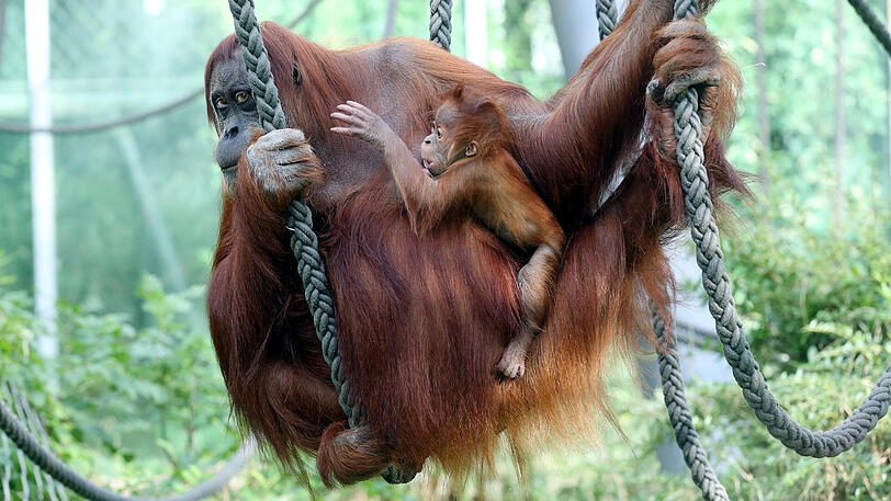Weitere Bilder vom Foto-Spaziergang durch den Tierpark Hellabrunn am Donnerstagabend.