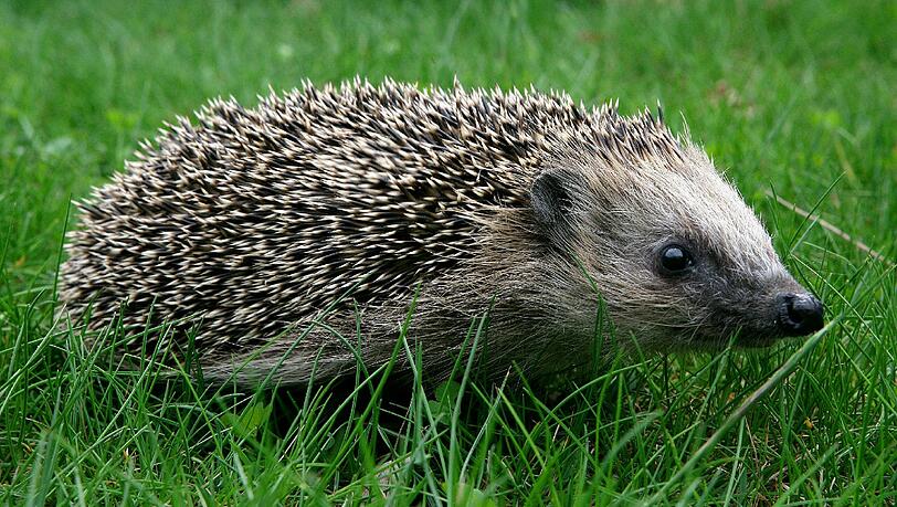 Bei ihrem Abendspaziergang hat AZ-Leserin Klara Müller einen Igel entdeckt. Bei ihrem Abendspaziergang hat AZ-Leserin Klara Müller einen Igel entdeckt.