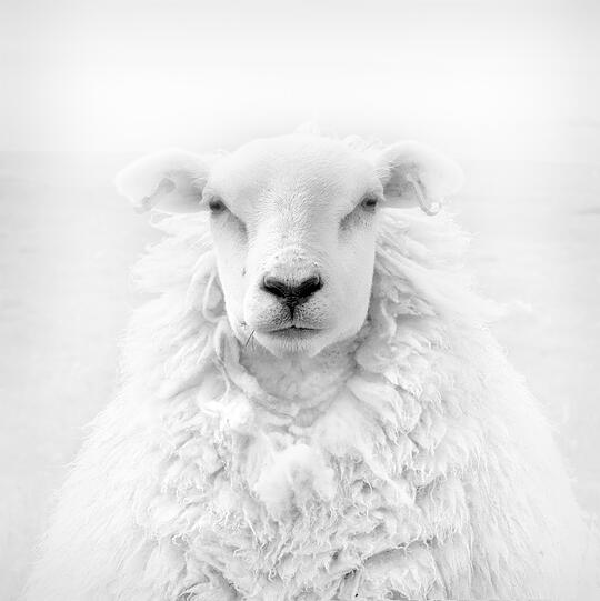 Der Fotograf Jens Winkler porträtiert Tiere, und zwar so ernsthaft wie das Künstler mit Menschen tun. Ob das Schaf das zu würdigen weiß? Der Fotograf Jens Winkler porträtiert Tiere, und zwar so ernsthaft wie das Künstler mit Menschen tun. Ob das Schaf das zu würdigen weiß?
