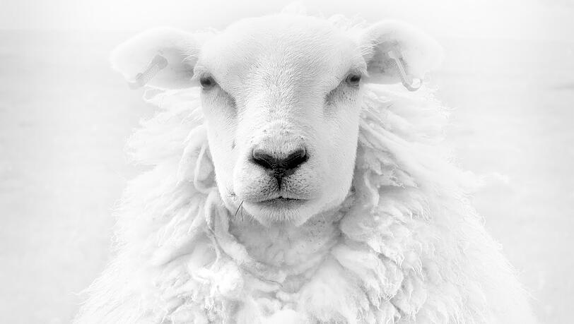 Der Fotograf Jens Winkler porträtiert Tiere, und zwar so ernsthaft wie das Künstler mit Menschen tun. Ob das Schaf das zu würdigen weiß? Der Fotograf Jens Winkler porträtiert Tiere, und zwar so ernsthaft wie das Künstler mit Menschen tun. Ob das Schaf das zu würdigen weiß?