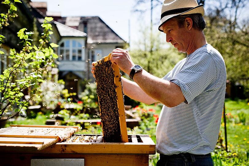 Glucklicher Imker, gluckliche Bienen: Nur mit Smoker &ndash; einem qualmenden Rauchfass &ndash; begegnet Andreas Pixis seinen 25 Bienenvölkern.