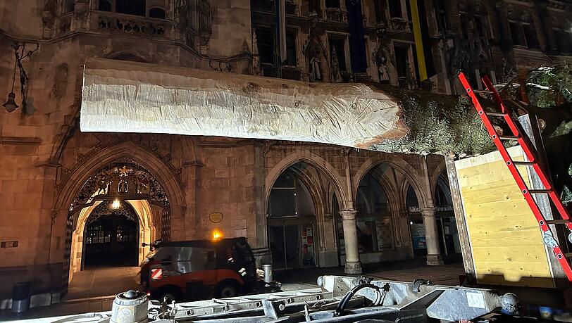 Nach 60 Kilometern Reise kam die Tanne vor dem Neuen Rathaus an. Nach 60 Kilometern Reise kam die Tanne vor dem Neuen Rathaus an.