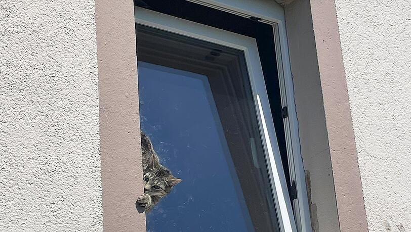 Mit Hilfe einer Drehleiter befreite die Feuerwehr das Tier.