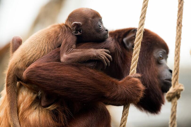 Im Kölner Zoo fühlt sich das Affenbaby "Feliza" anscheinend pudelwohl auf dem Rücken seiner Mutter.