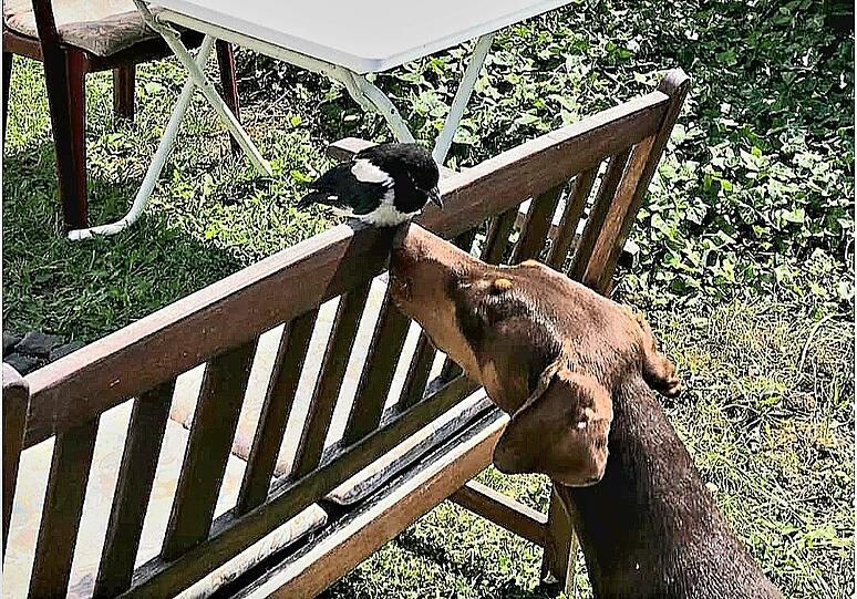 Hündin Diva (Dobermann) und Elster Lydia