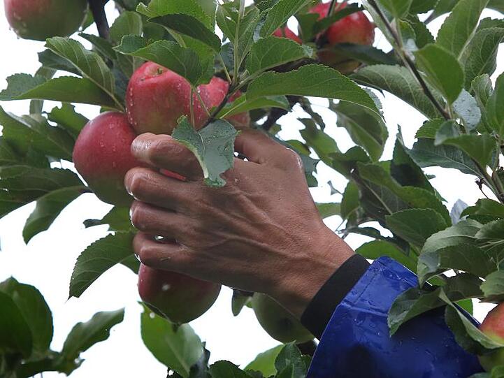 Ein Helfer pflückt in einer Plantage Äpfel der Sorte Elstar. Foto: Karl-Josef Hildenbrand/dpa