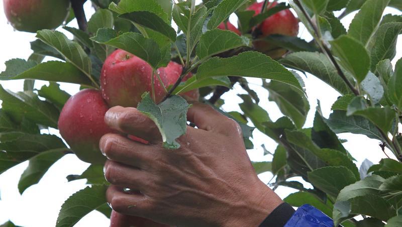 Ein Helfer pflückt in einer Plantage Äpfel der Sorte Elstar. Foto: Karl-Josef Hildenbrand/dpa
