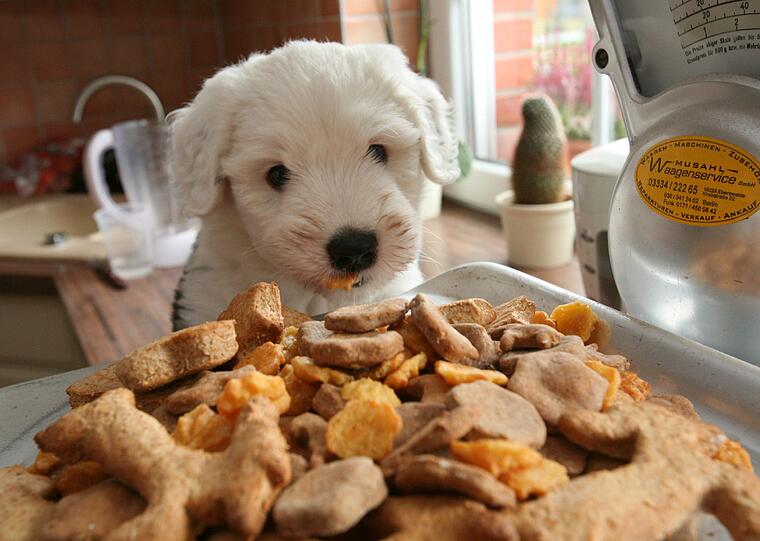 Milchprodukte können eine Alternative zu normalem Hundefutter sein. Aber nicht alle Produkte sind gut verträglich für Hunde.