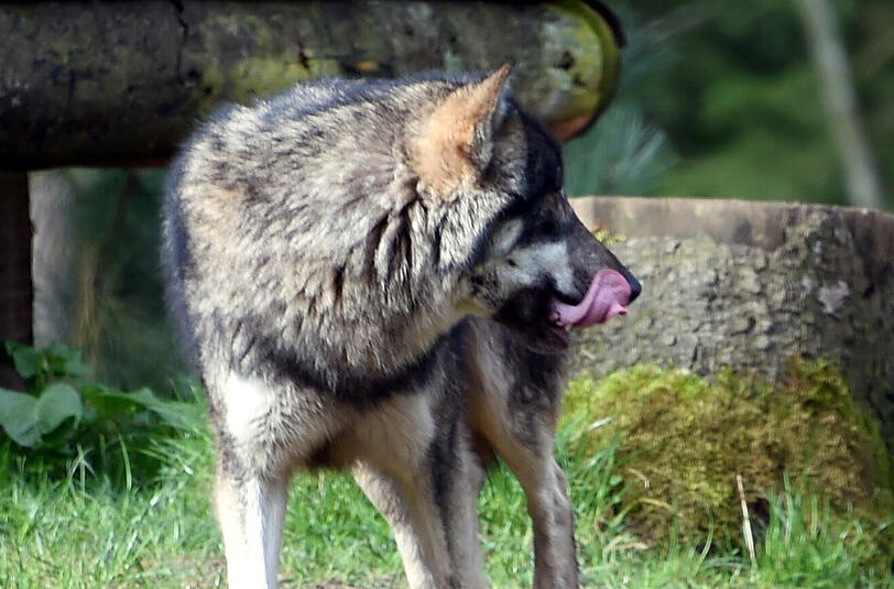 Ein Wolf wie dieser hier lässt Bauern im Inntal um ihr Vieh bangen. Er soll aus der Schweiz nach Bayern gekommen sein.