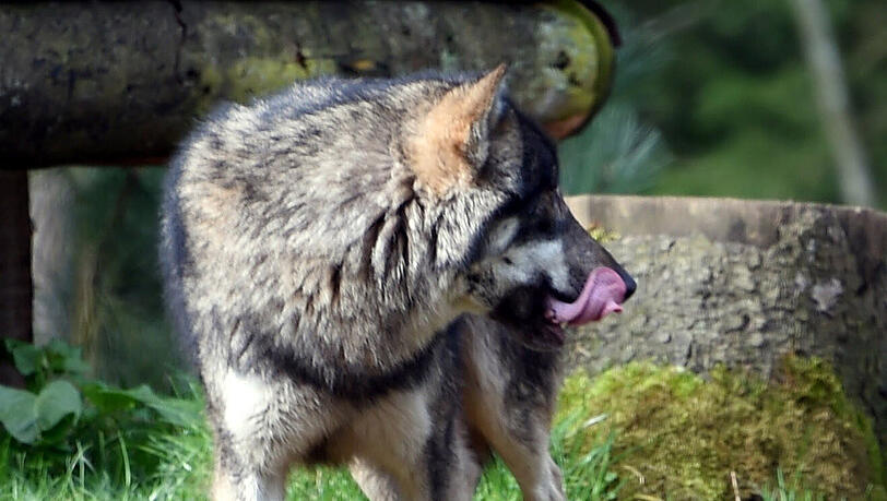 Ein Wolf wie dieser hier lässt Bauern im Inntal um ihr Vieh bangen. Er soll aus der Schweiz nach Bayern gekommen sein. Ein Wolf wie dieser hier lässt Bauern im Inntal um ihr Vieh bangen. Er soll aus der Schweiz nach Bayern gekommen sein.