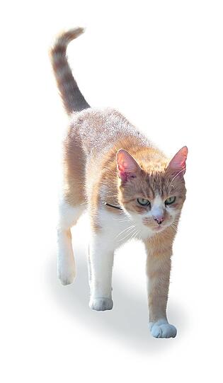 Kater Mikesch geht gerne mal auf Tour. Die meiste Zeit verbringt er am Bahnhof.