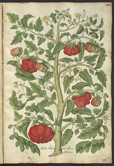 Tomatenstrauch aus Georg Öllingers „Magnarum medicine partium herbariae et zoographiae imagines“, um 1553 in Nürnberg.