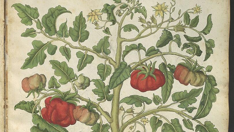 Tomatenstrauch aus Georg Öllingers „Magnarum medicine partium herbariae et zoographiae imagines“, um 1553 in Nürnberg.
