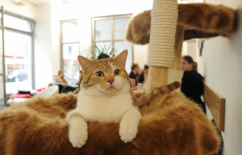 Ansonsten können es sich die Katzen abseites des Gäste-Trubels gemütlich machen oder...