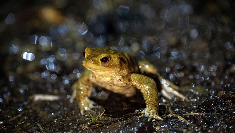 Das mildere Wetter animiert vielerorts in Bayern Frösche und Kröten zu ihren alljährlichen Wanderungen. (Archivbild) Das mildere Wetter animiert vielerorts in Bayern Frösche und Kröten zu ihren alljährlichen Wanderungen. (Archivbild)