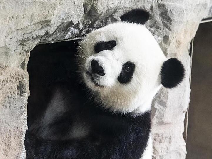 Panda-Dama Meng Meng ist Mutter geworden.