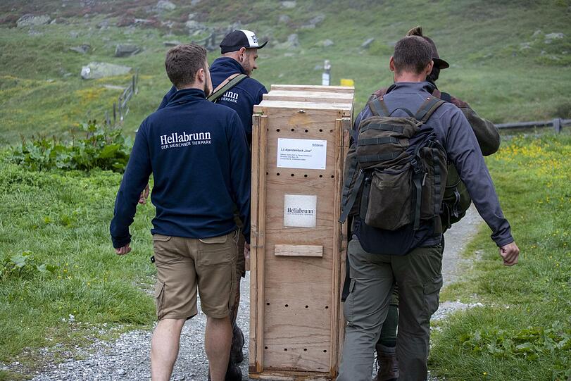 In den Tiroler Alpen wurden erstmals seit 2001 wieder Steinböcke aus dem Tierpark Hellabrunn ausgewildert.
