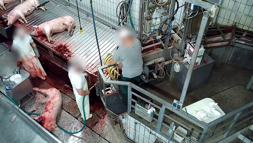 Im Schlachthof Aschaffenburg wurden Schweine mit Elektroschocks gequält und zuteilen unbetäubt getötet.