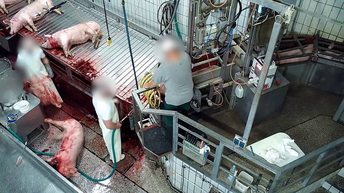 Im Schlachthof Aschaffenburg wurden Schweine mit Elektroschocks gequält und zuteilen unbetäubt getötet.
