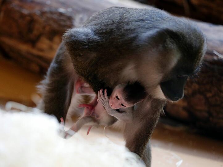 Bilder vom neuen Drill-Baby im Tierpark Hellabrunn
