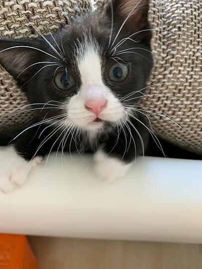 Coco