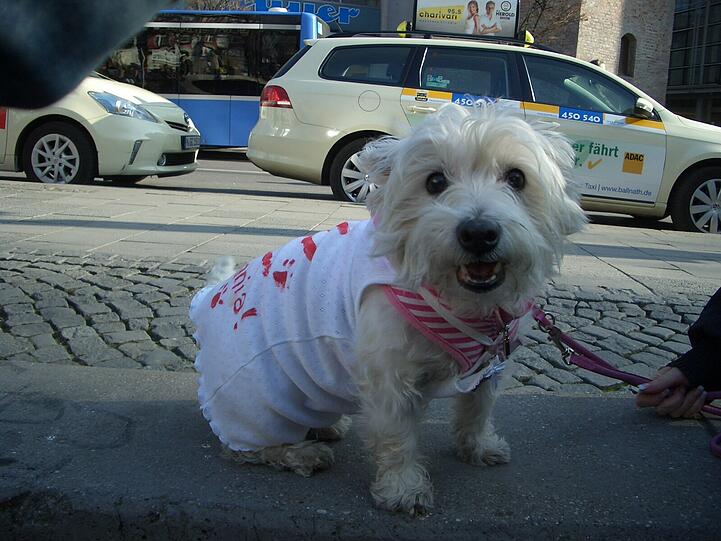 Um die 150 Tierfreunde waren am Rindermarkt, um mit Plakaten, Flyern, Bannern und Gesprächen über die Streunerproblematik und die grausamen Tötungen der Hunde in Rumänien aufzuklären.