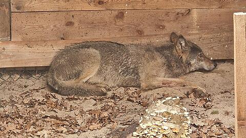 Bisher konnten weder der Wolf noch das Halsband mit seinem Sender gefunden werden. (Archivbild)