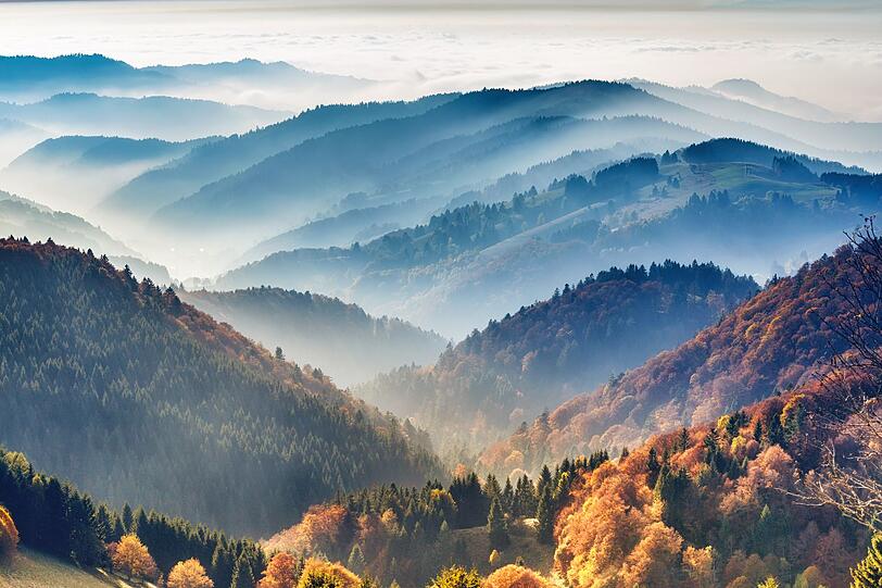 Wenn der Herbst den Schwarzwald erreicht, verwandelt sich das Mittelgebirge in ein farbenfrohes Panorama. Zwischen dunklen Tannen lodern plötzlich die Rot- und Goldtöne von Ahorn, Buche und Eiche auf und setzen starke Akzente in den Tälern und Höhen. Gut erleben lässt sich dieses Farbspiel auf einer Tour entlang des Westwegs oder durch das Kinzigtal. Wenn der Herbst den Schwarzwald erreicht, verwandelt sich das Mittelgebirge in ein farbenfrohes Panorama. Zwischen dunklen Tannen lodern plötzlich die Rot- und Goldtöne von Ahorn, Buche und Eiche auf und setzen starke Akzente in den Tälern und Höhen. Gut erleben lässt sich dieses Farbspiel auf einer Tour entlang des Westwegs oder durch das Kinzigtal.