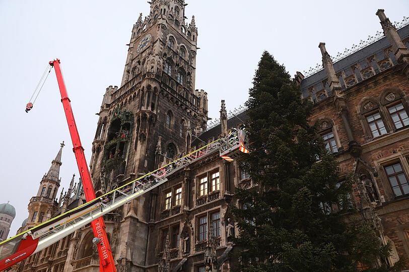 Der Christbaum am Münchner Marienplatz ist eine 22 Meter hohe heimische Fichte aus der Gemeinde Steingaden.
