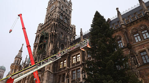 Der Christbaum am Münchner Marienplatz ist eine 22 Meter hohe heimische Fichte aus der Gemeinde Steingaden.