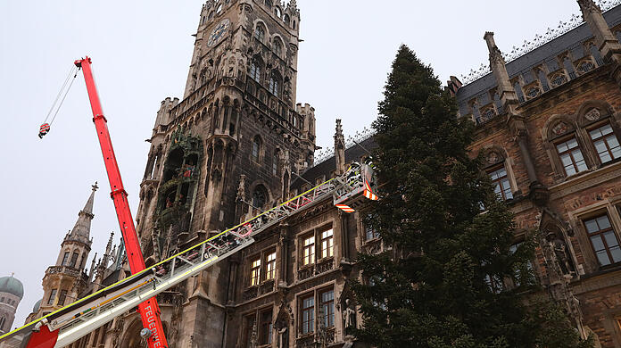 Der Christbaum am Münchner Marienplatz ist eine 22 Meter hohe heimische Fichte aus der Gemeinde Steingaden.