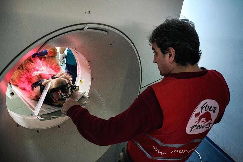 In Sofia kümmerte sich ein Ärzteteam um eines der schwer angeschlagenen Tiere.