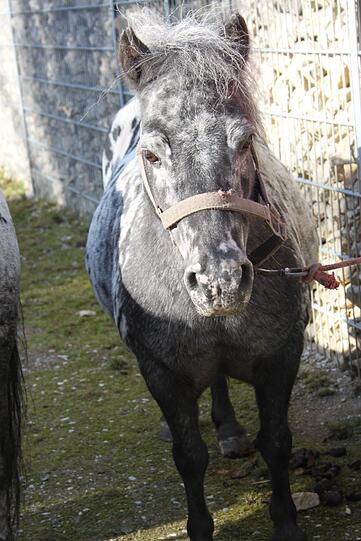 Die kleine Ilse.