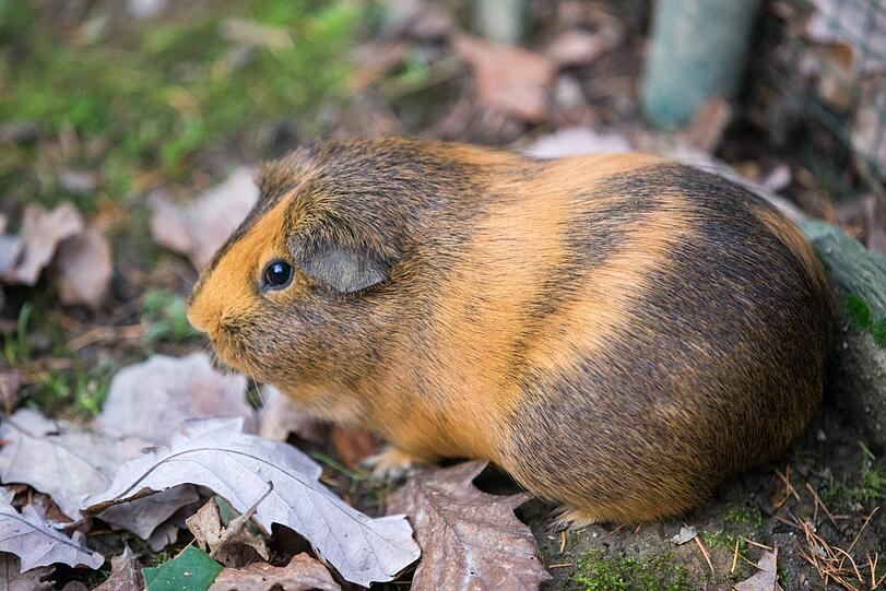20 dieser putzigen Tiere sind aus einer Kleingartenanlage entführt worden.