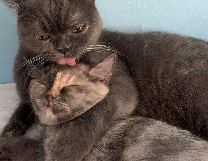 Katzen Mimi und Mylie (British Kurzhaar)