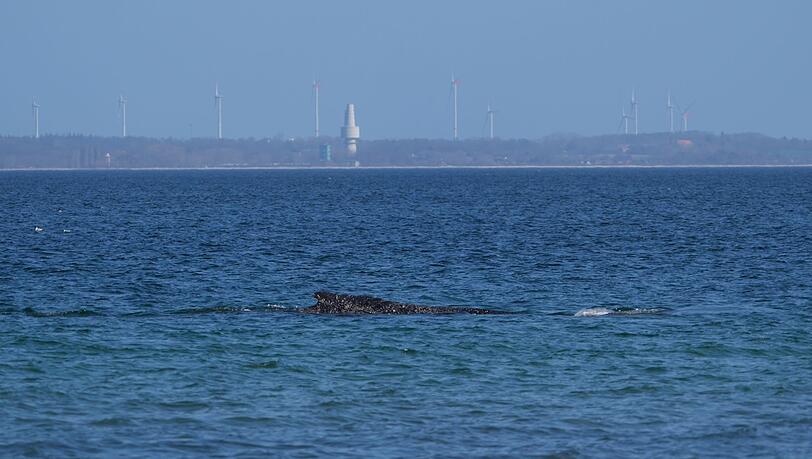Nach tagelangen Bem&uuml;hungen zahlreicher Helfer hatte sich der Wal in der Nacht zum Freitag nach Tagen selbst von einer Sandbank vor Timmendorfer Strand durch eine per Bagger ausgegrabene Rinne freigeschwommen.