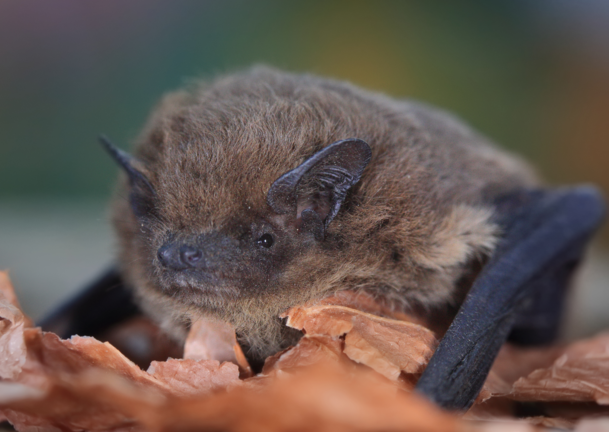 Eine Zwergfledermaus ist so winzig, dass sie in eine Streichholzschachtel passen würde. Eine Zwergfledermaus ist so winzig, dass sie in eine Streichholzschachtel passen würde.